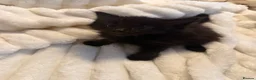Mixed Breed cats for sale: Kittens available now  - Advert 3