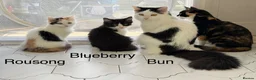 Mixed Breed cats for sale: Bobtail and Ragdoll mixed - Advert 10