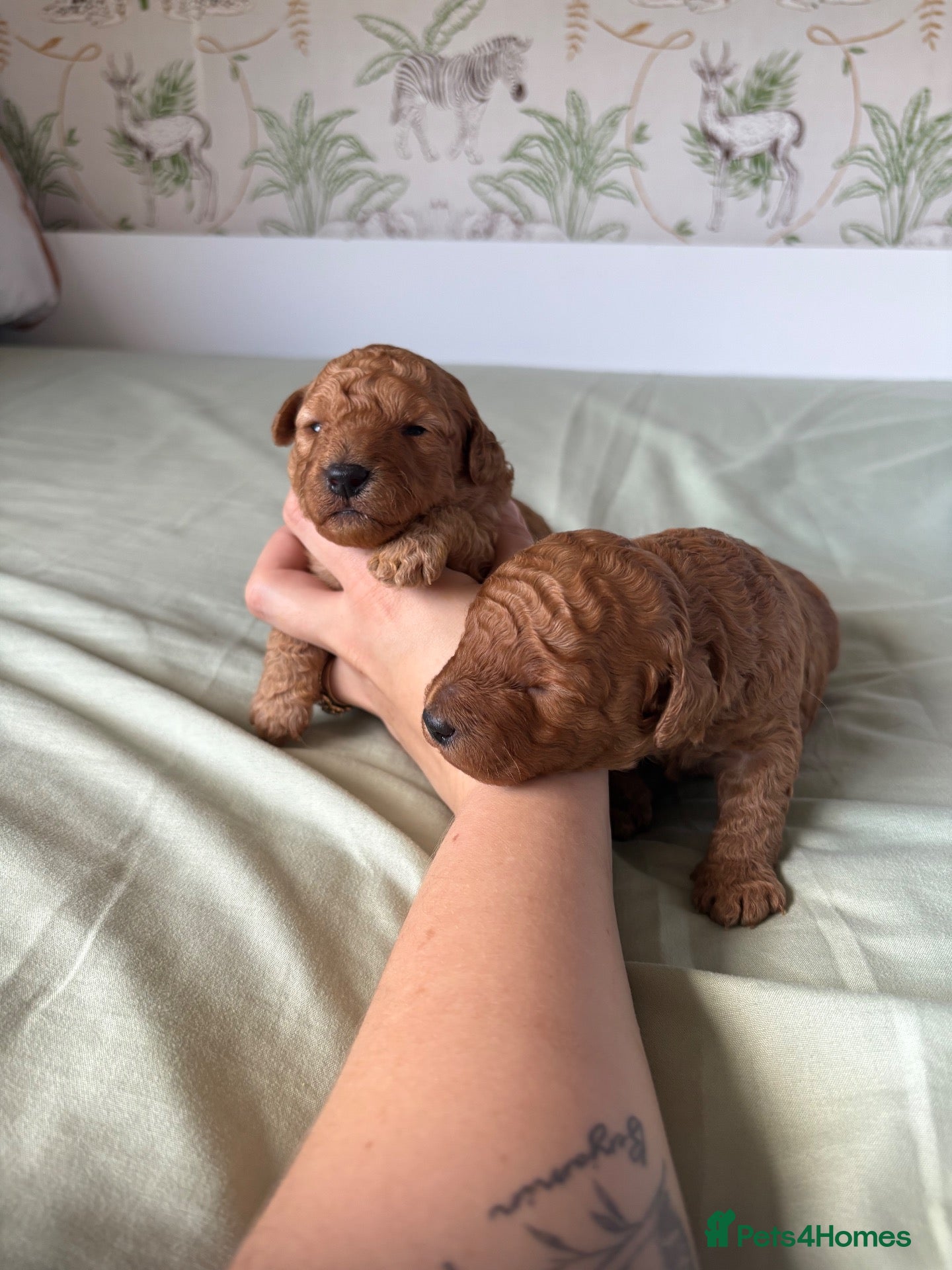 Cavapoo dogs Only 1 beautiful boy left  - Advert 11
