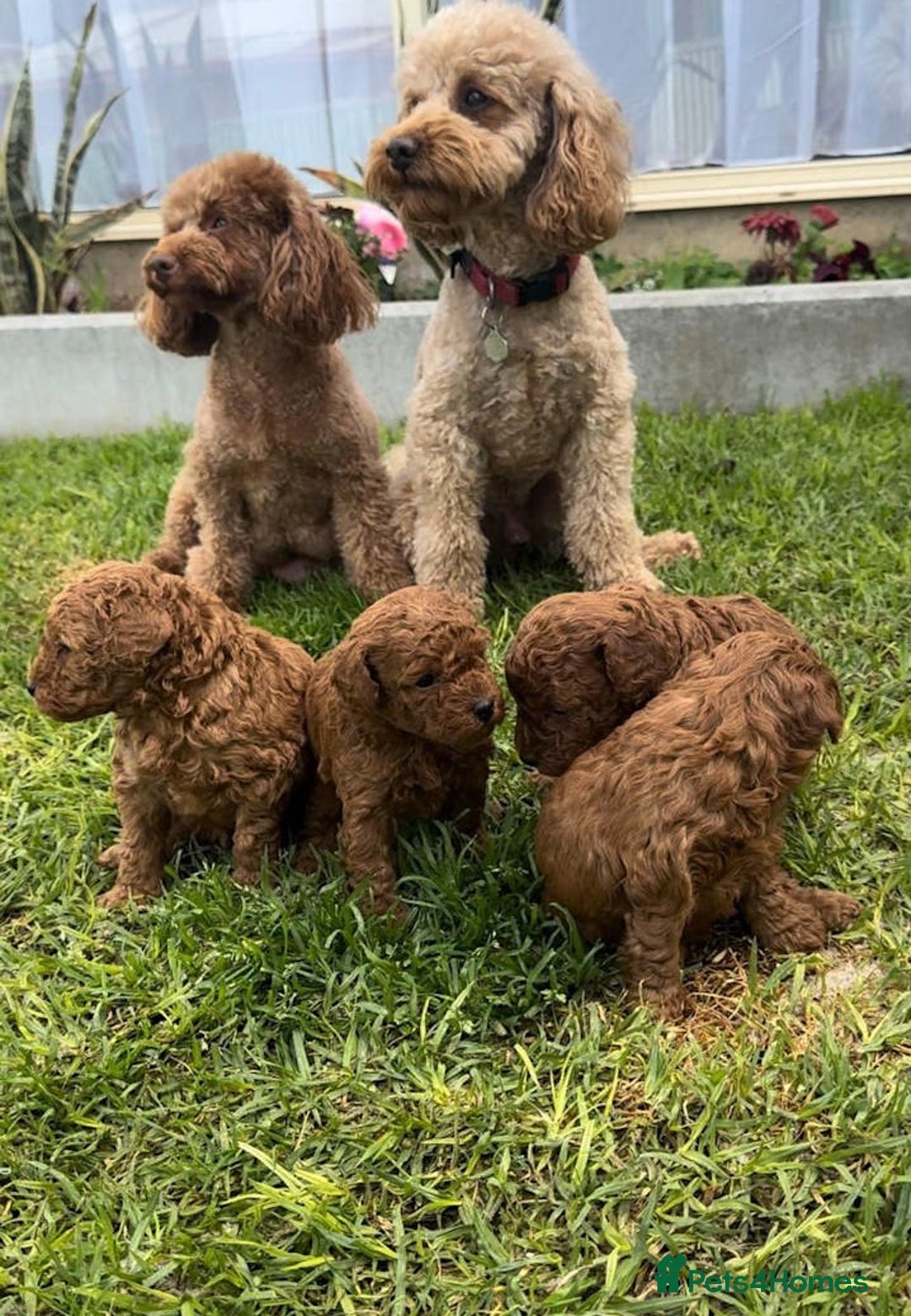 Toy Poodle dogs for sale: Plenty of care - toy poodle - Image 6
