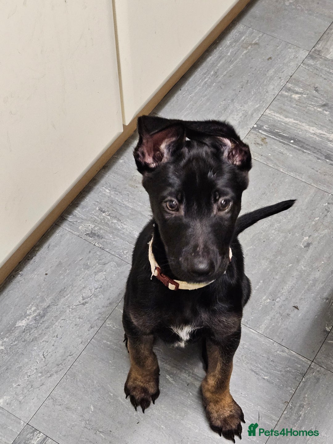 Belgian Shepherd Dog dogs for sale:  Belgian malinois  - Advert 8