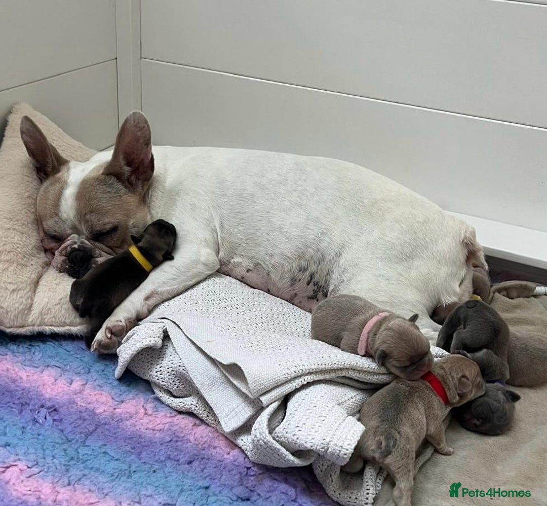 French Bulldog dogs for sale: Quality French Bulldog Puppies L4 carriers - Image 19