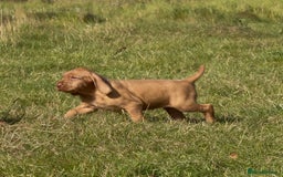 Hungarian Vizsla dogs for sale: Wirehaired Vizsla’s - Image 11