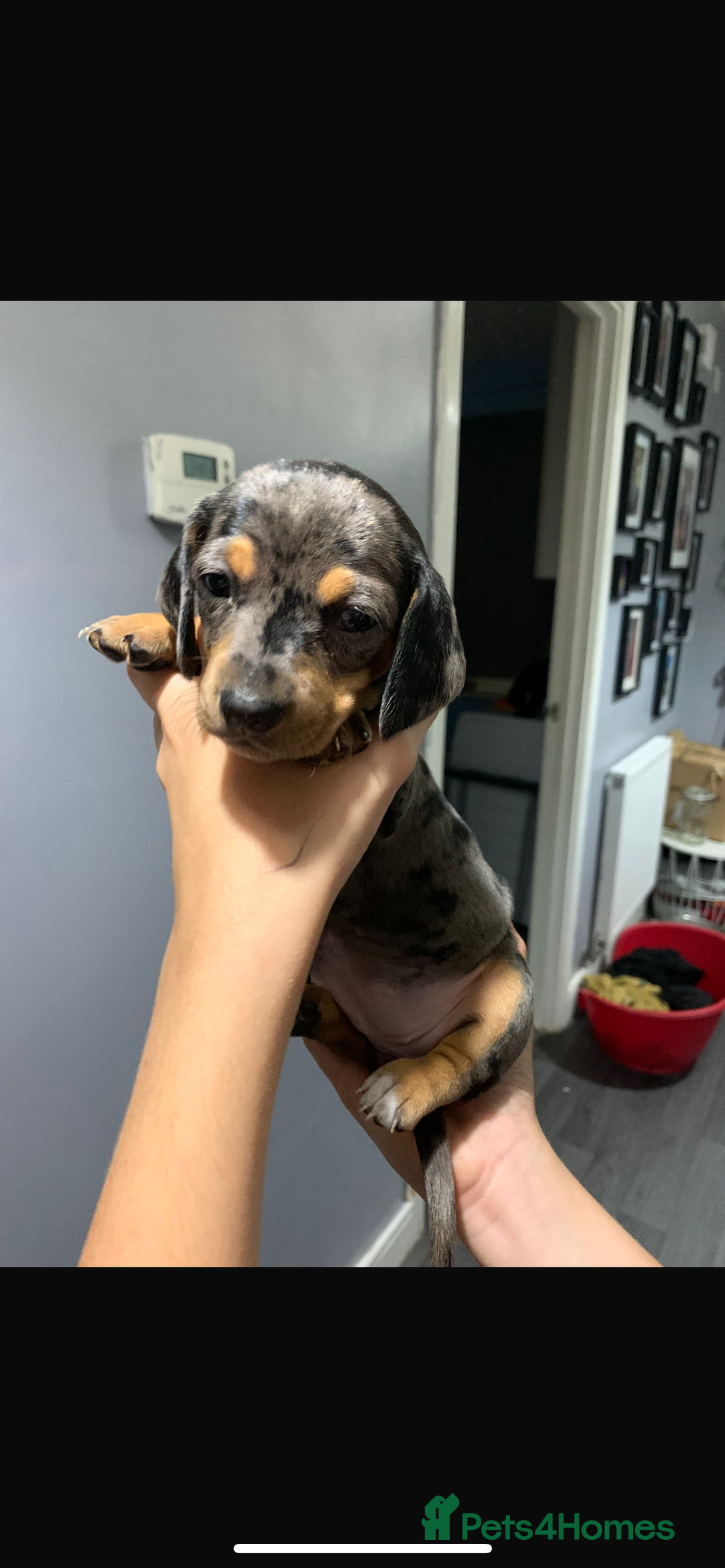 Dachshund dogs for sale: Beautiful litter of dachshund babies  - Image 2