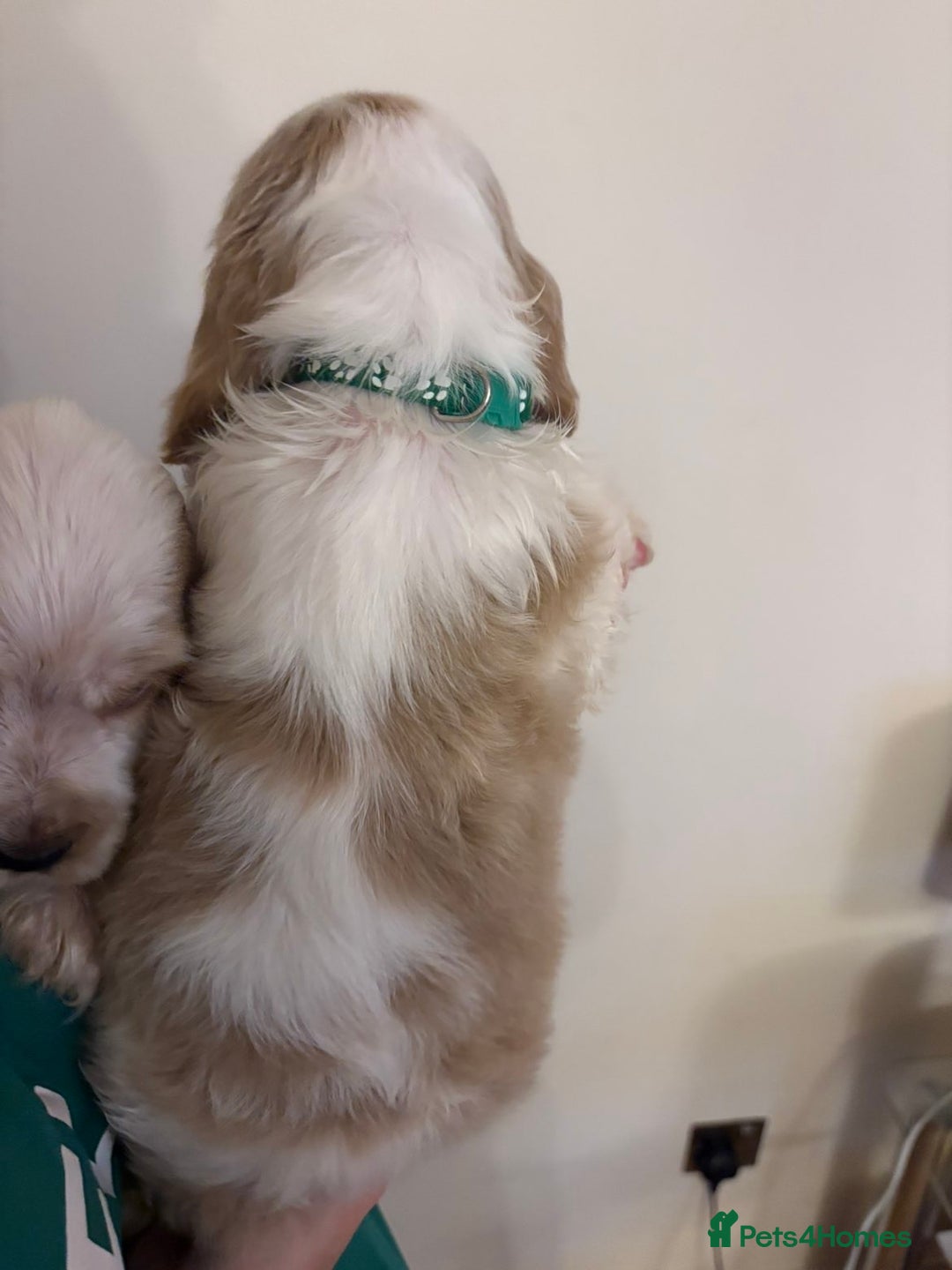 Cocker Spaniel dogs for sale: Show Cocker Spaniel Puppies  - Advert 11