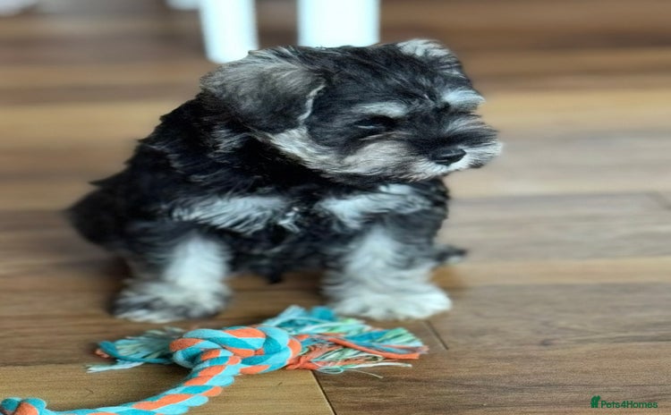 Miniature Schnauzer dogs - Advert 3