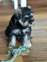 Miniature Schnauzer dogs - Advert 10