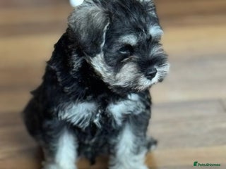 Miniature Schnauzer dogs kc/Bva eye tested clear vet checked & certificate - Advert 2