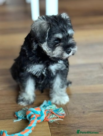 Miniature Schnauzer dogs - Advert 3