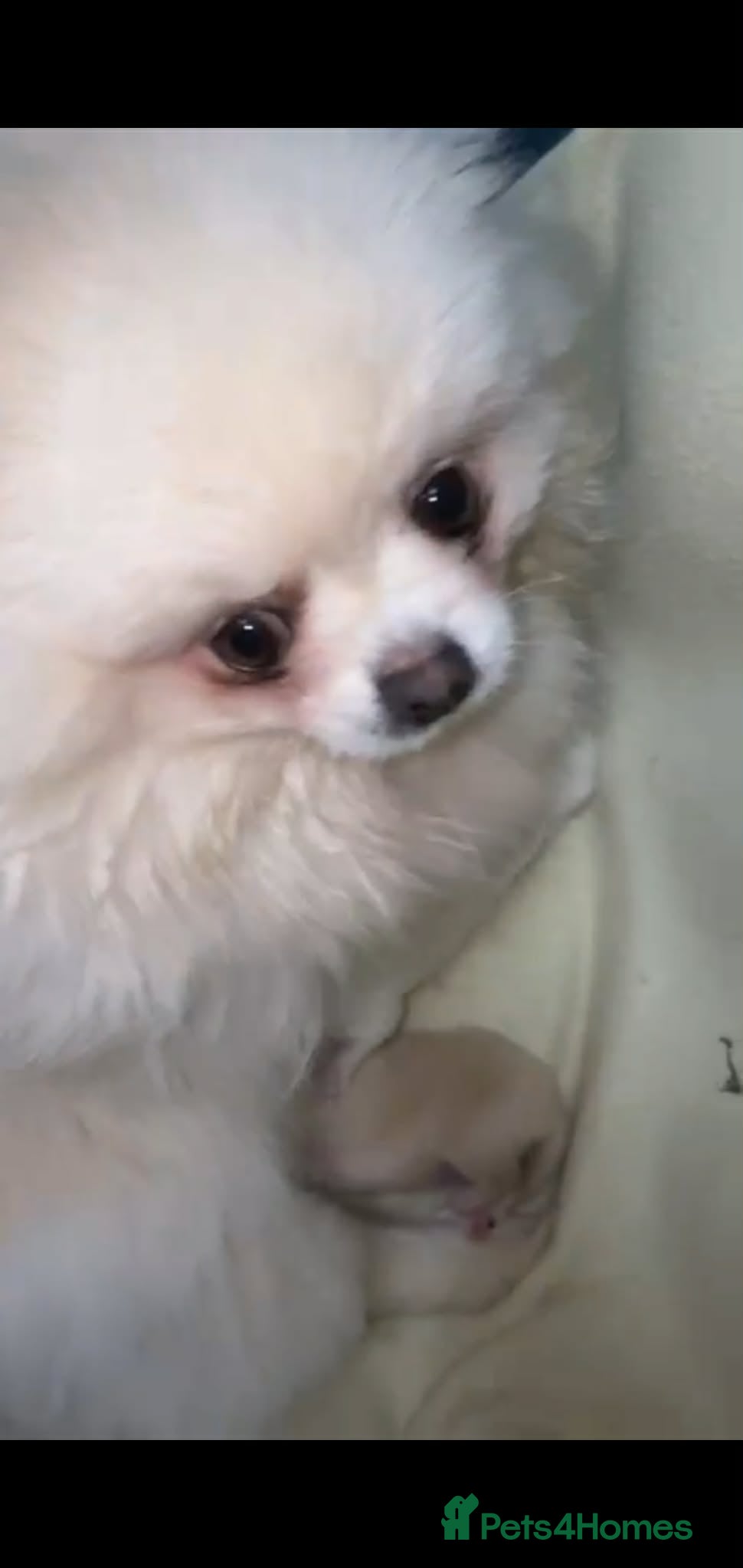 Pomeranian dogs Beautiful pomeranian pure breed puppies  - Advert 2