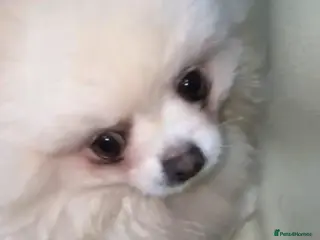 Pomeranian dogs Beautiful pomeranian pure breed puppies - Advert 2