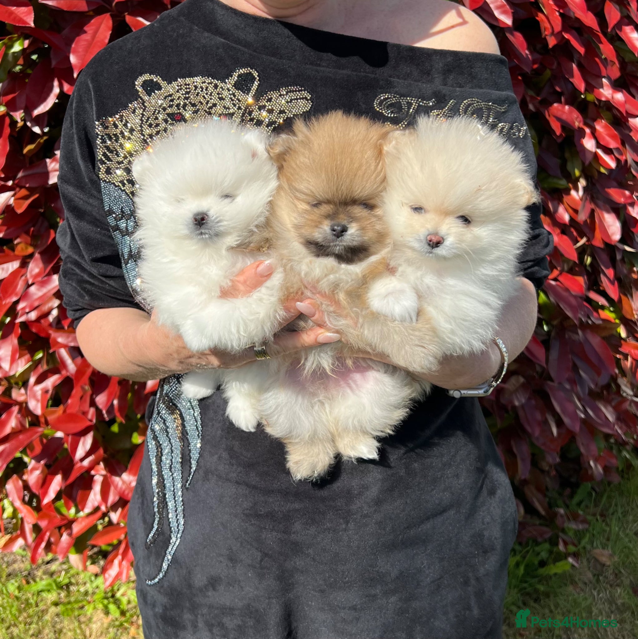 Pomeranian dogs MAGICAL PURE POMERANIAN KC - Advert 1