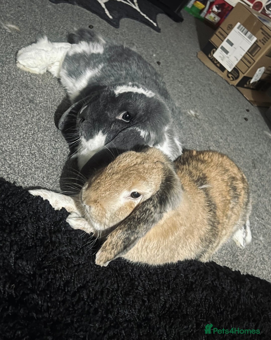 Mixed Breed rabbits for sale: 2 free free roam bunnies - Advert 3