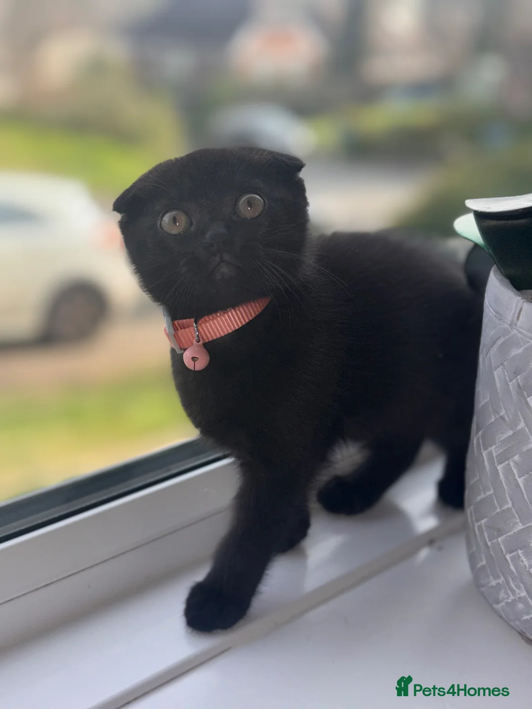 Scottish Fold cats for sale: Pure black scottish fold kitten 💕🐈‍⬛ - Advert 1