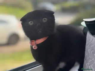 Scottish Fold cats Pure black scottish fold kitten 💕🐈⬛ - Advert 1