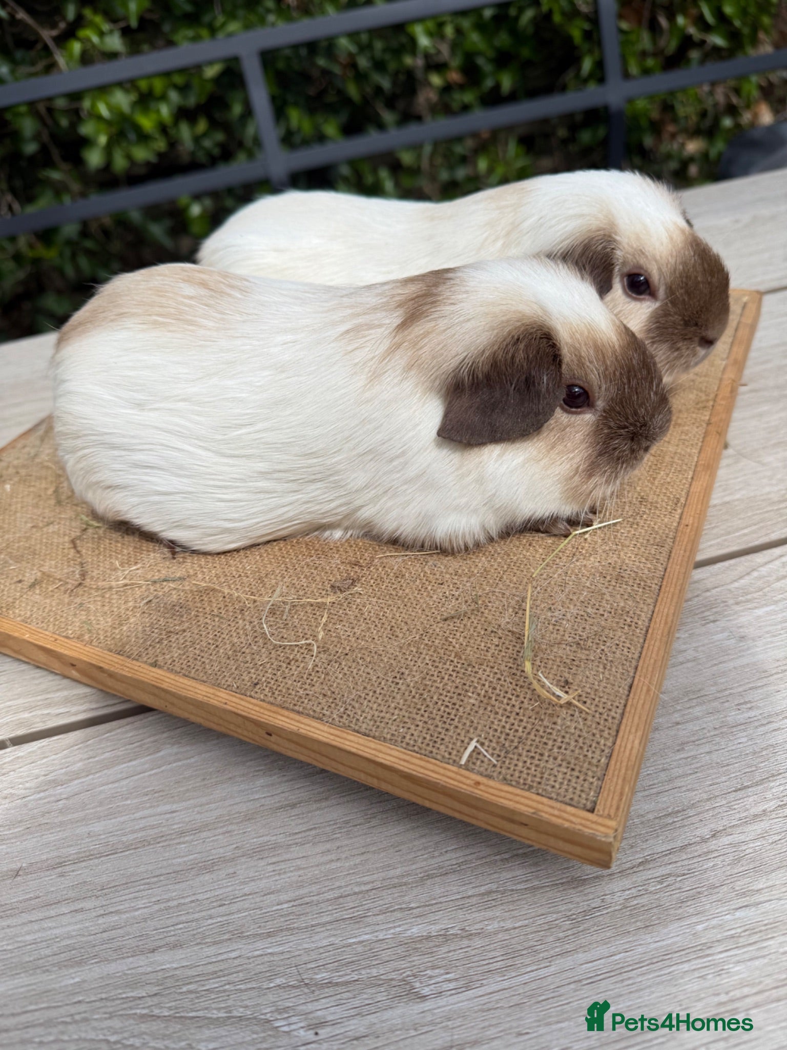 Guinea Pig rodents Pure bred Californian guinea pigs  - Advert 5
