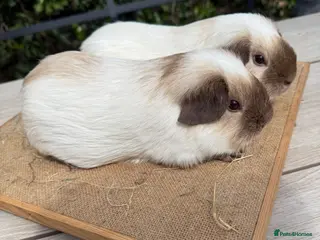 Guinea Pig rodents Pure bred Californian guinea pigs - Advert 5
