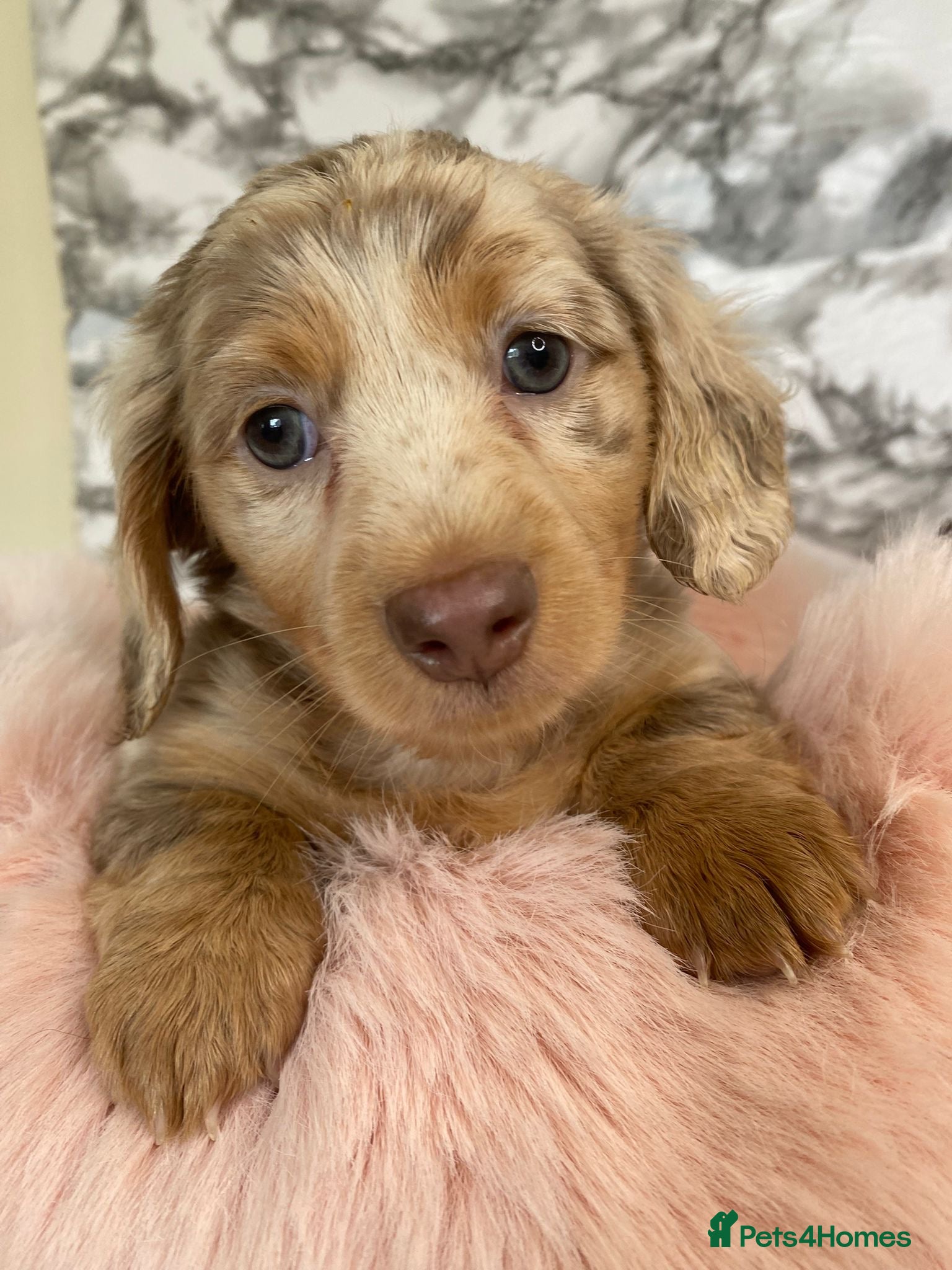 Miniature Dachshund dogs Ready to leave long haired miniature dachshunds - Advert 3