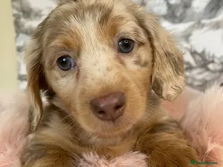 Miniature Dachshund dogs Ready to leave long haired miniature dachshunds - Advert 10