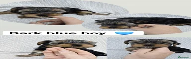 Dark blue boy 