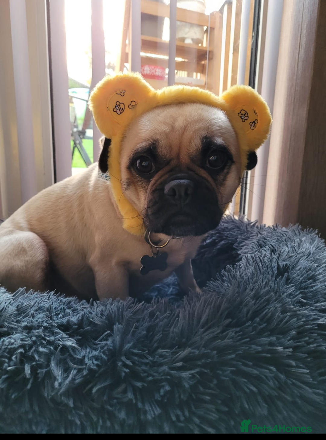 Puggle dogs for sale: Female puggle, looking for a new home.  - Advert 3