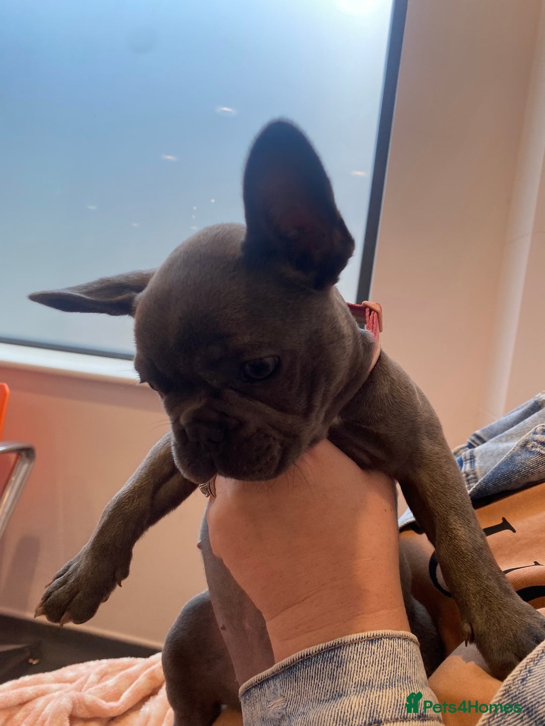 French Bulldog dogs for sale: Stunning Blue French bulldog  - Image 10