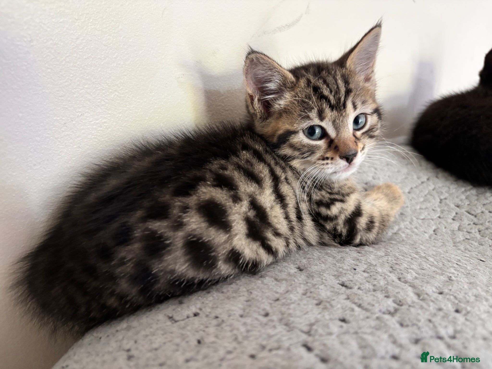 Mixed Breed cats 4 Girls!! Bengal/Siberian Hypoallergenic mum - Advert 19