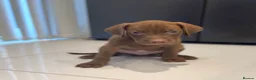 Mixed Breed dogs for sale: Beautiful Staffy/Viszla Puppies for Loving Homes - Advert 8