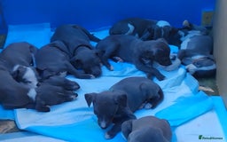 Mixed Breed dogs for sale: Italian Greyhound x Whippet puppies - Image 17