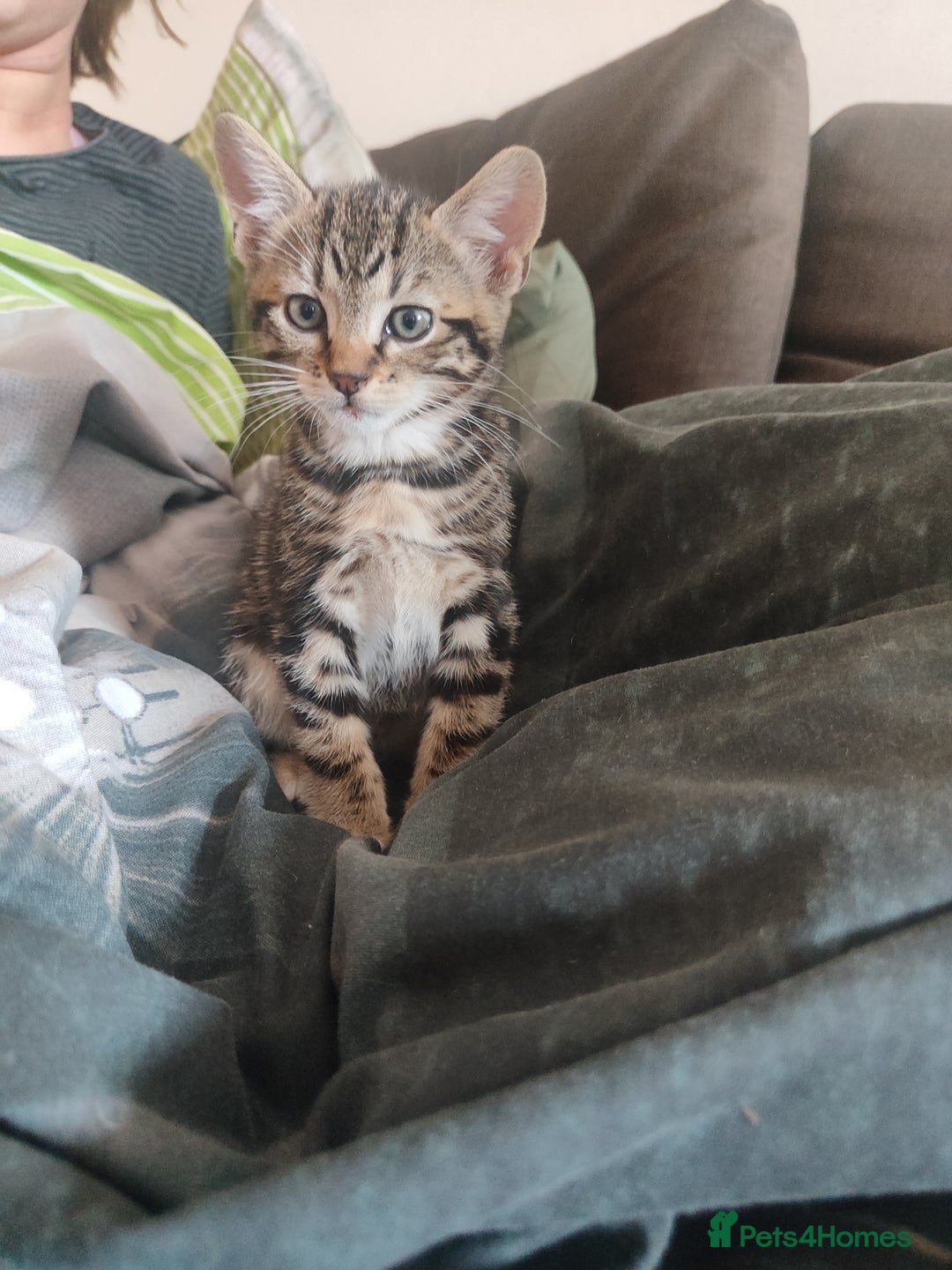 Mixed Breed cats for sale: Cute boy looking for forever ,loving home - Image 3