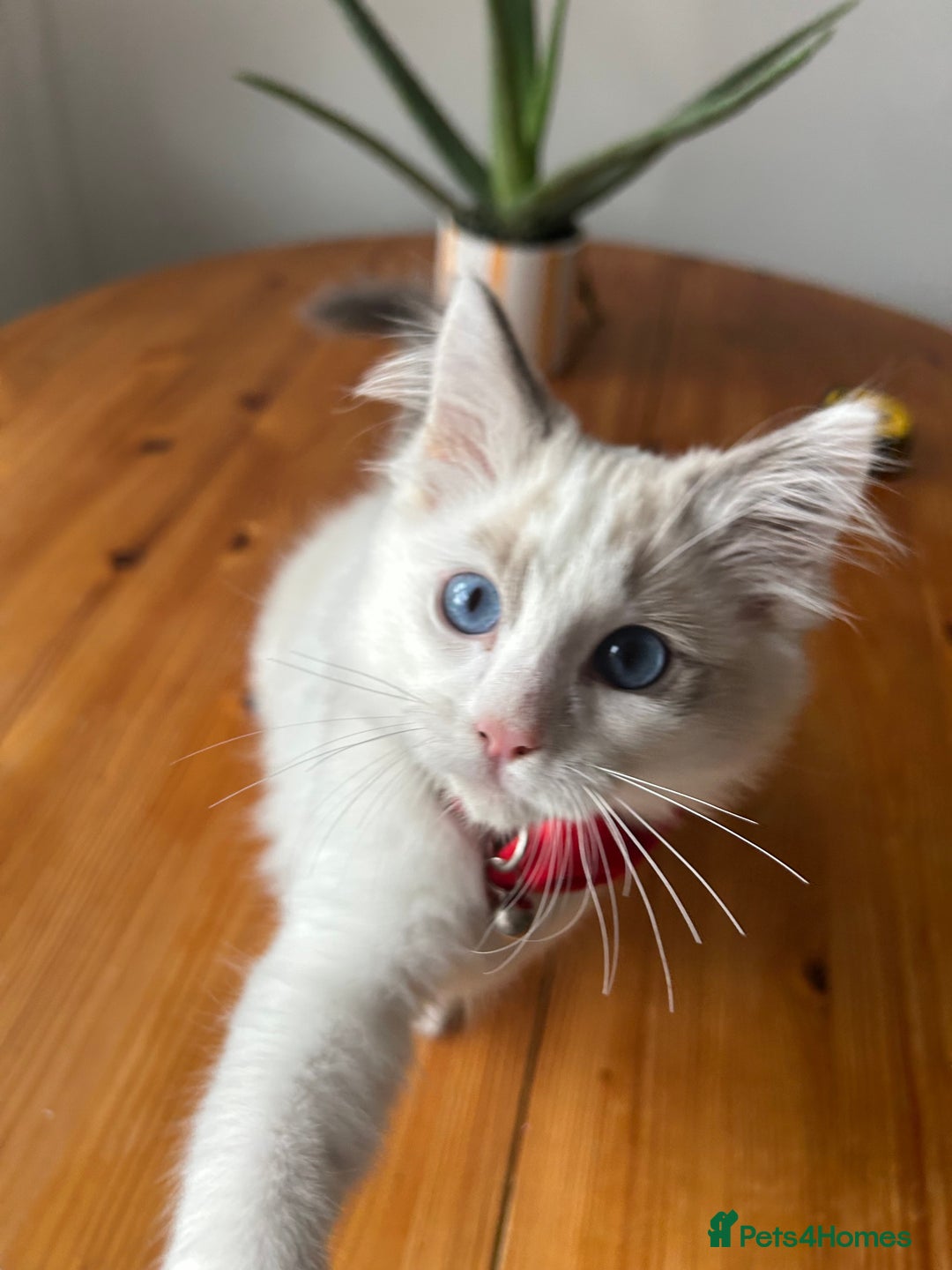 Ragdoll cats for sale: Ragdoll - Image 2