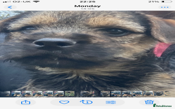 Border Terrier dogs for sale: KC reg border terrier puppies - Image 4