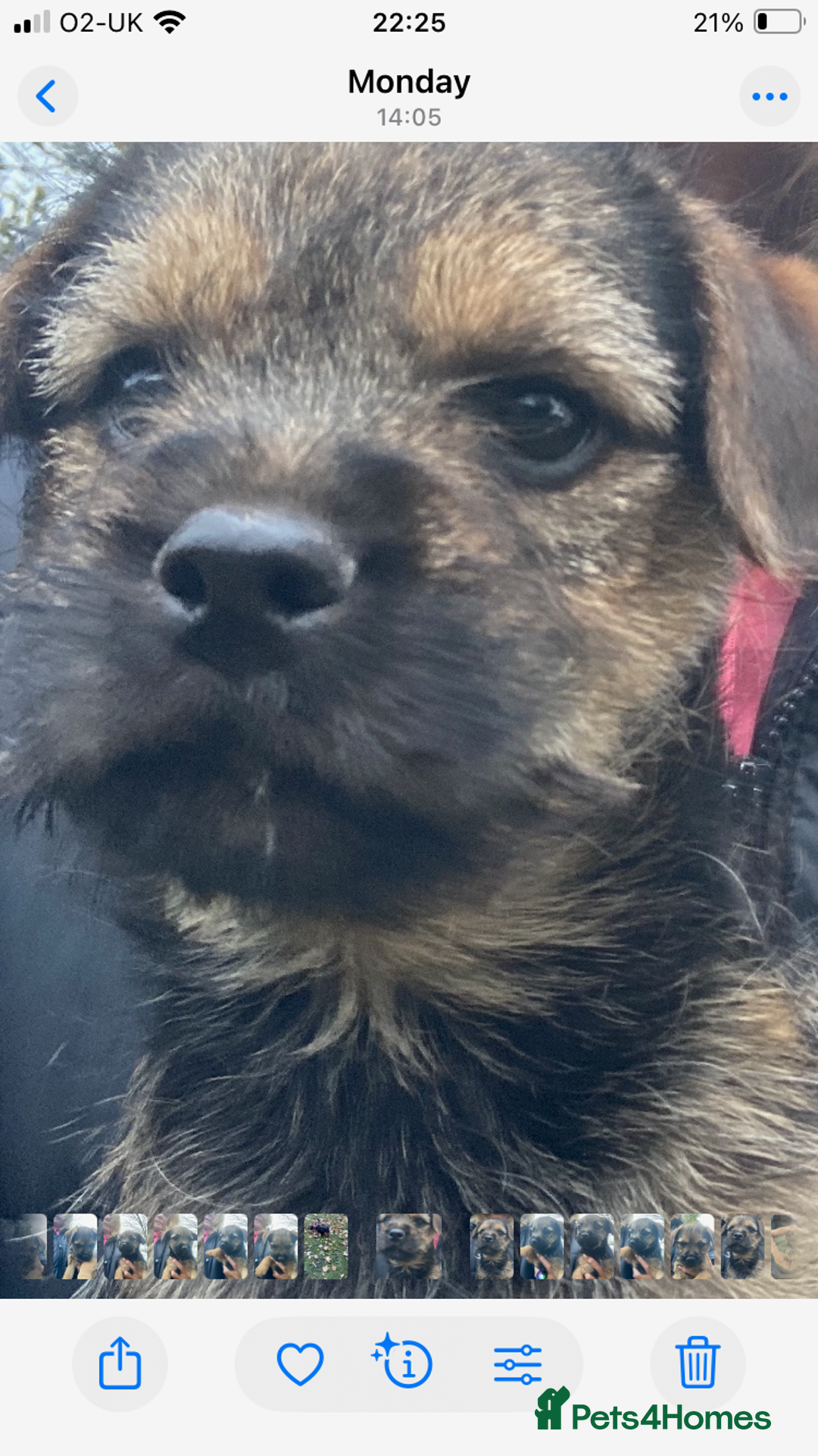 Border Terrier dogs for sale: KC reg border terrier puppies - Image 4