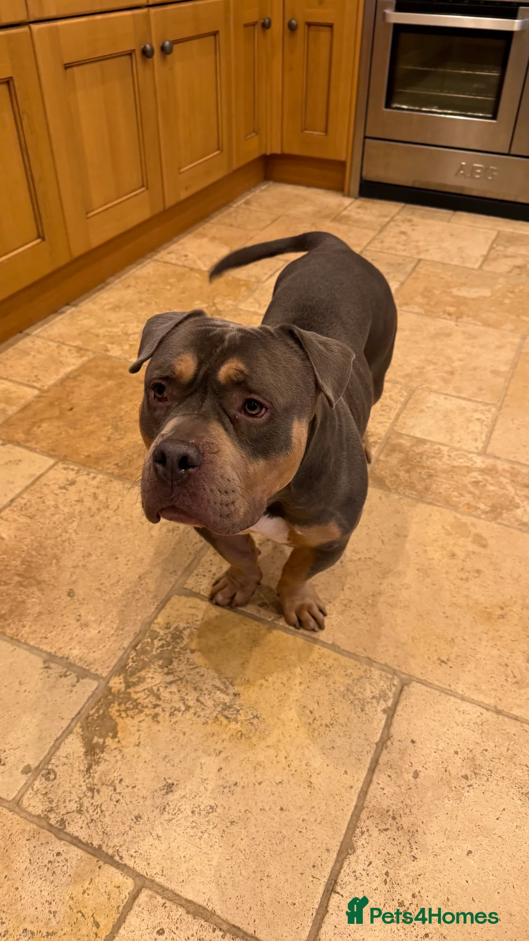 American Bully dogs for sale: Pocket Bully  - Advert 7