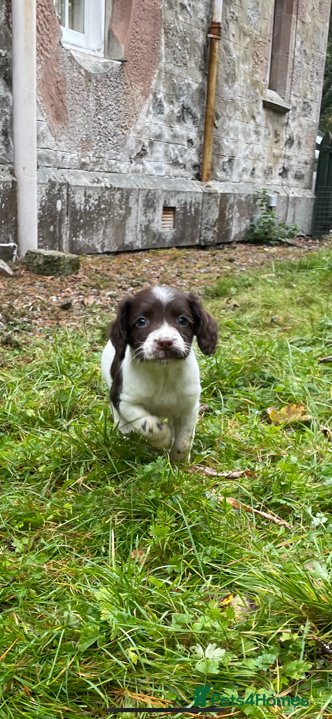 English Springer Spaniel dogs for sale: Springer spaniel pups  - Image 5