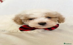 Cavapoo dogs for sale: Beautiful Cavapoo’s - Image 16