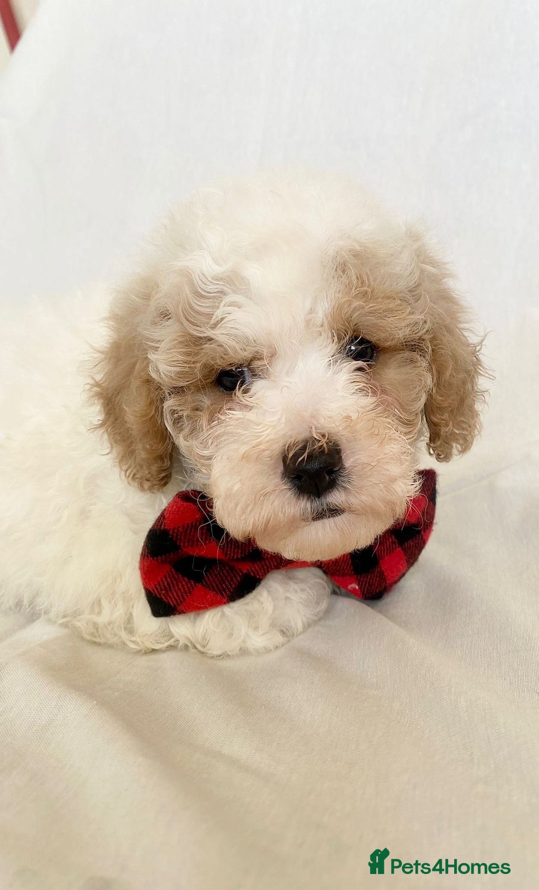 Cavapoo dogs for sale: Beautiful Cavapoo’s - Image 16