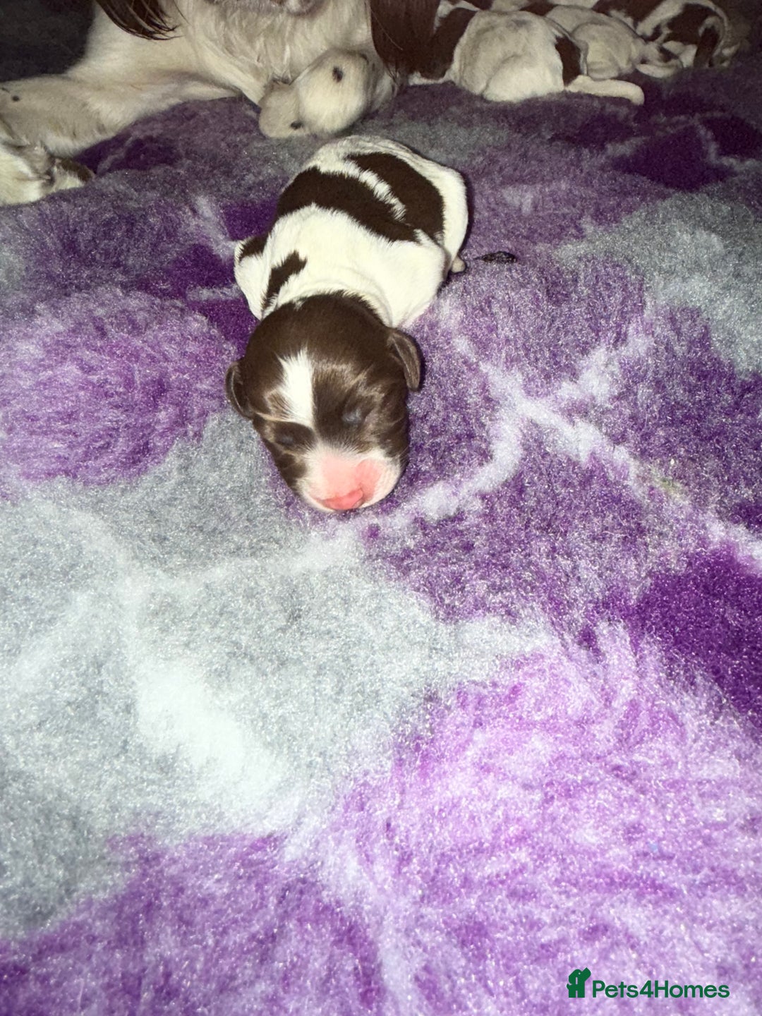 Sprocker dogs for sale: Exceptional F1B Sprocker puppy-male  - Advert 13