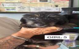 Mixed Breed dogs for sale: Dachshund cross - Image 3