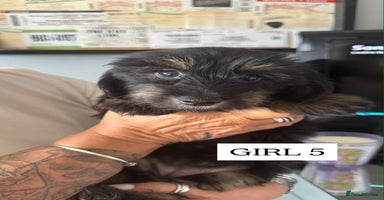 Mixed Breed dogs - Advert 12
