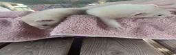 Ferret rodents for sale: Beautiful Ferret Kits for sale  - Advert 19