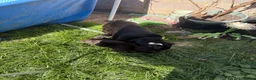 Mixed Breed cats for sale: 9 month old roughly siblings  - Advert 15