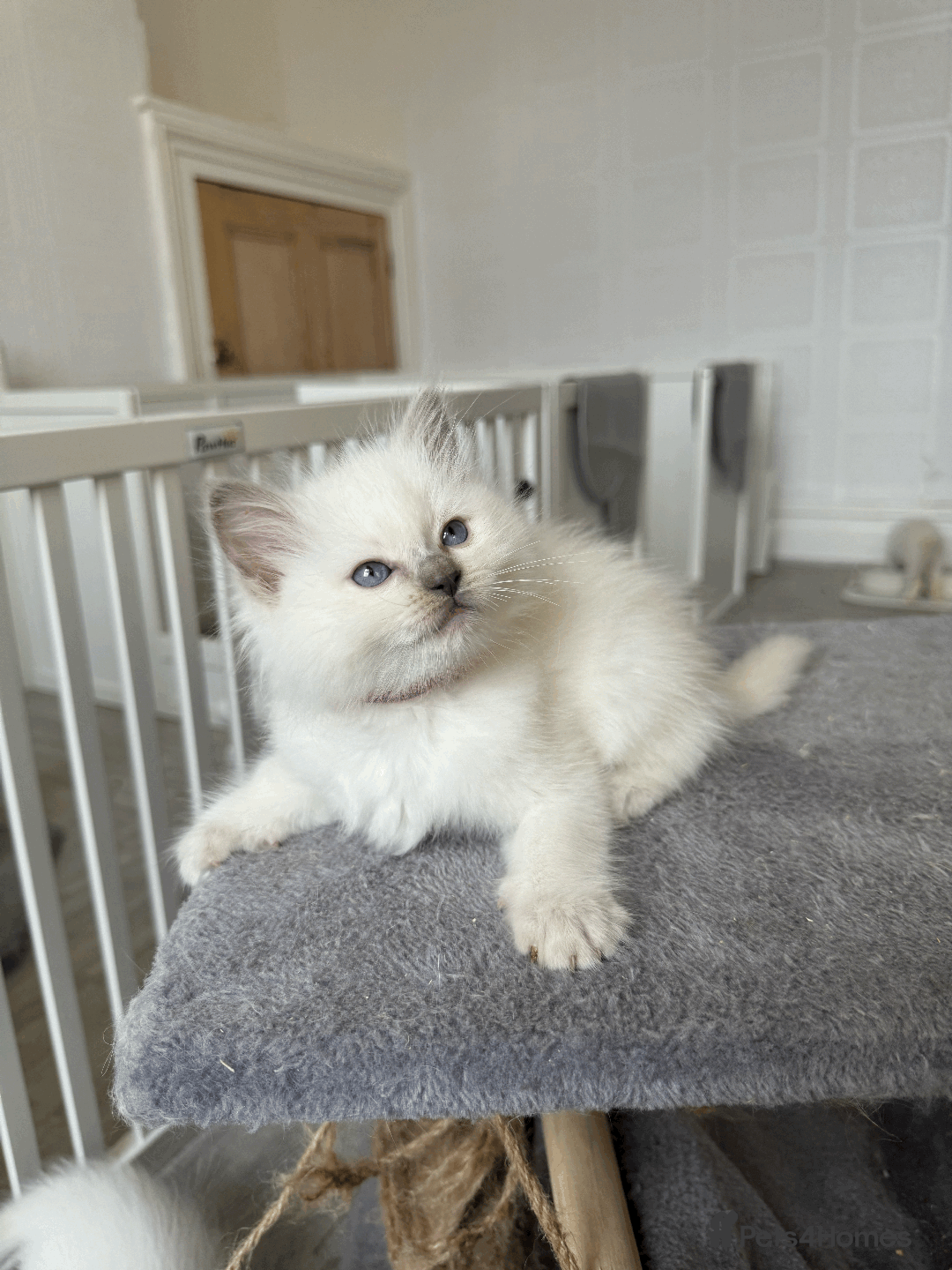 Ragdoll cats for sale: Pedigree Championship GCCF Ragdoll Kittens - Advert 2
