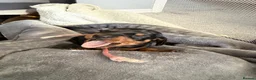 Miniature Dachshund dogs for sale: 6x miniature dachshund puppies - Advert 32