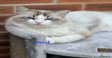 Ragdoll cats - Advert 3