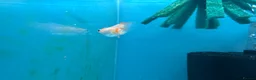 Ricefish fish for sale: Orange Medaka Japanese Ricefish (Oryzias latipes) in Malvern - Advert 7