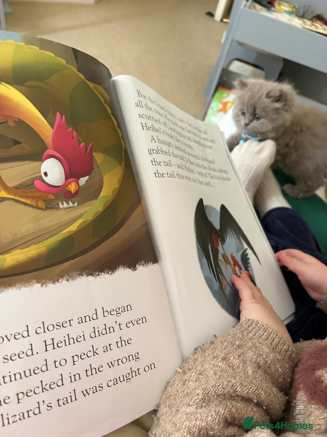 British Longhair cats for sale: Masha in Milton Keynes - Advert 2