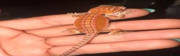 Bearded Dragon reptiles for sale: Very friendly dragons - Advert 8
