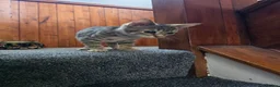 Domestic Shorthair cats for sale: 5 beautiful tabby kittens for Sale!!! - Advert 32