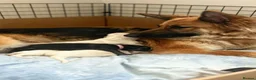 German Shepherd dogs for sale: KC-registered, long-coated, German Shepherd pups - Advert 4